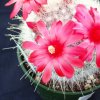 Mammillaria_senilis_1